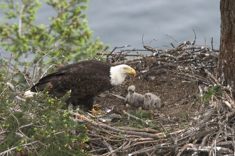 Spiritual Lessons From the Eagles' Nest! Image